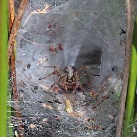 Labyrinth_spider_(Agelena_labyrinthica)_female_in_web_funnel - From Wikimedia Commons, the free media repository