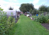 Arthur Street Allotments