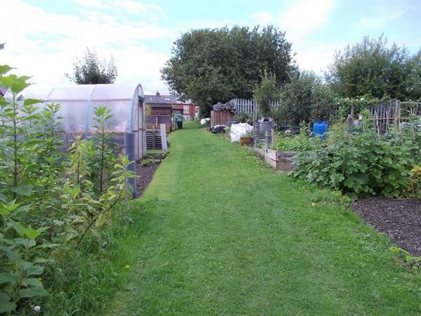 Arthur Street Allotments