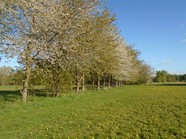 The Swifts - Creation of an urban site for people and nature