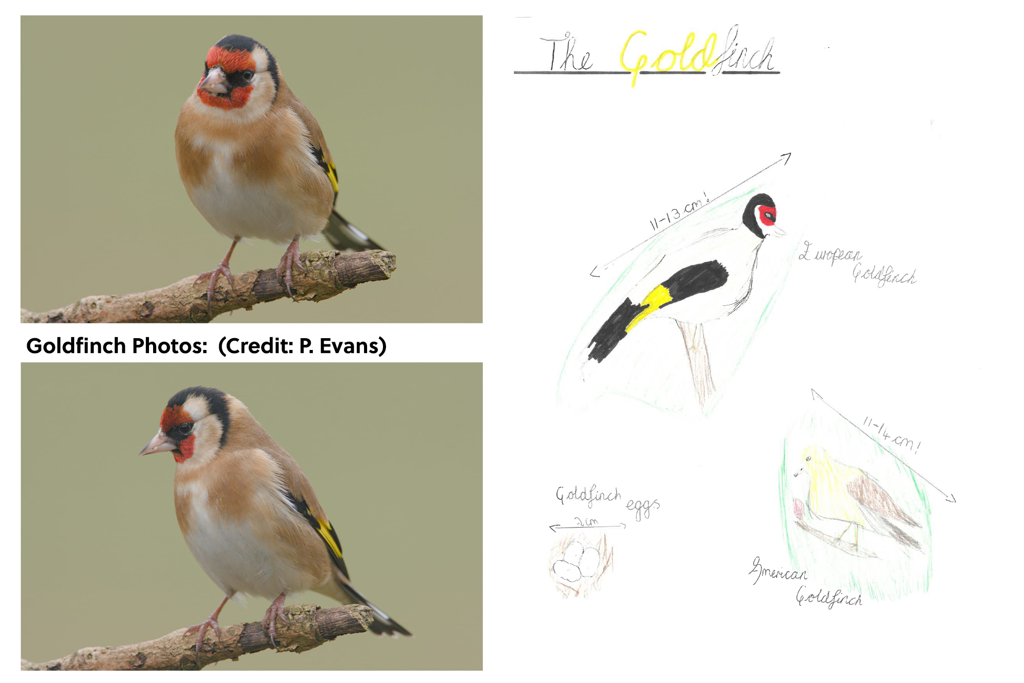 Goldfinch638567273855852401