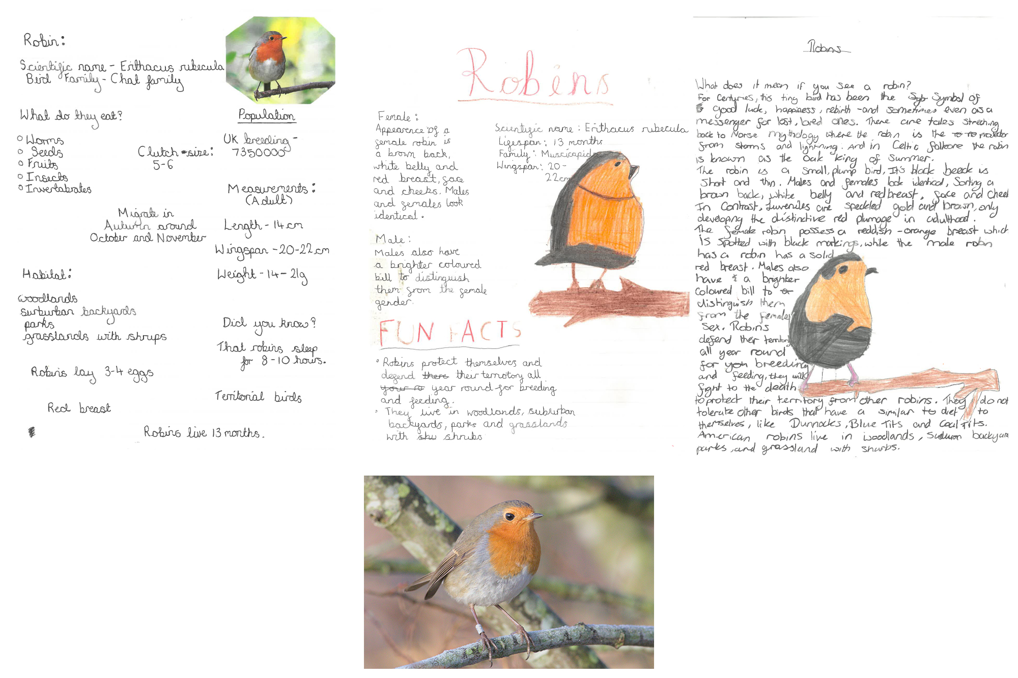 Robin